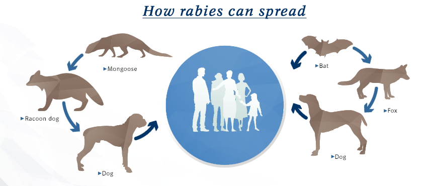 Rabies control: a model for One Health collaboration for rabbies awarness
